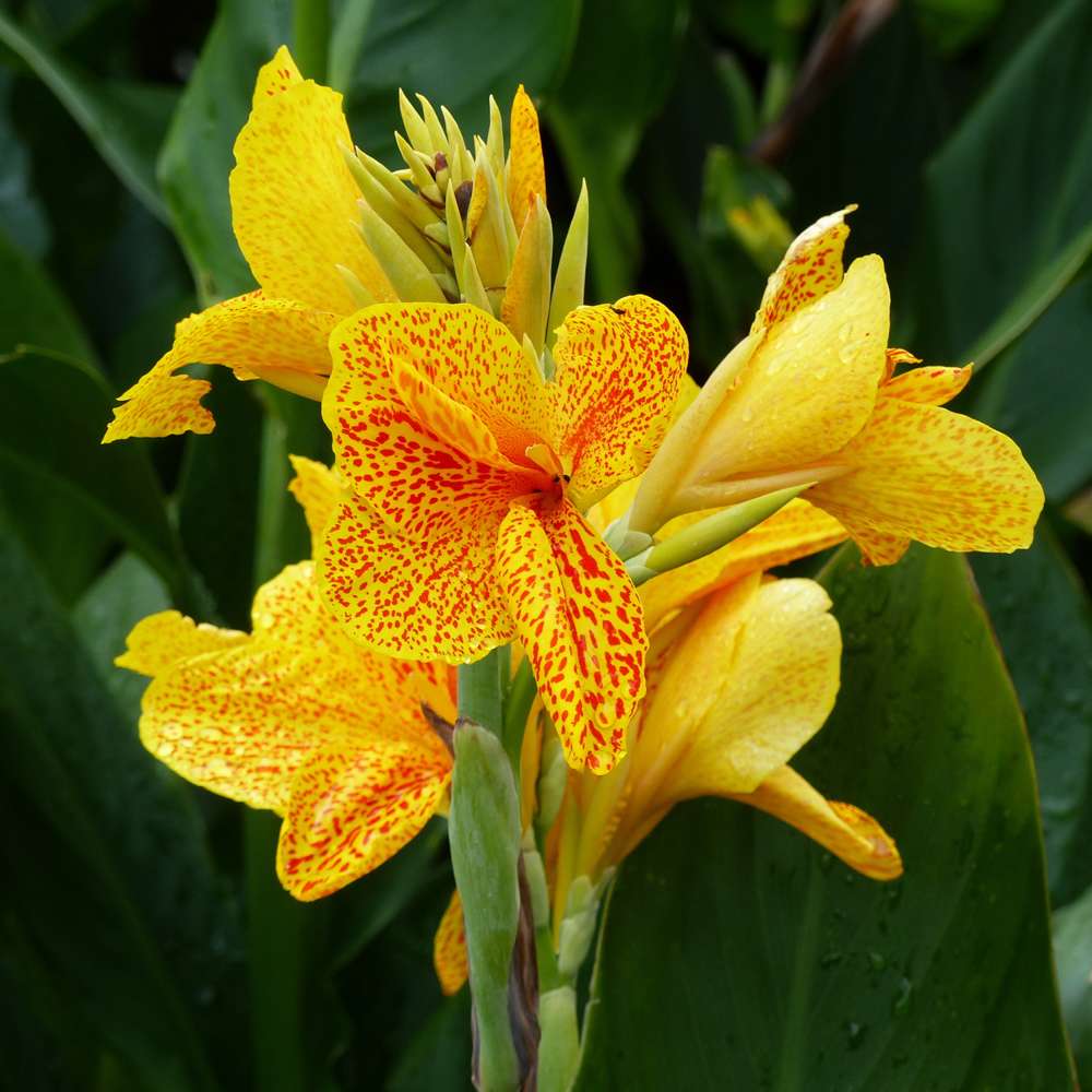 Canna 'Queen Charlotte'
